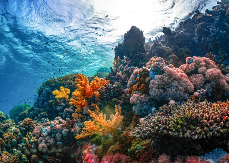 World Reef Day: The Living Cities Beneath the Sea