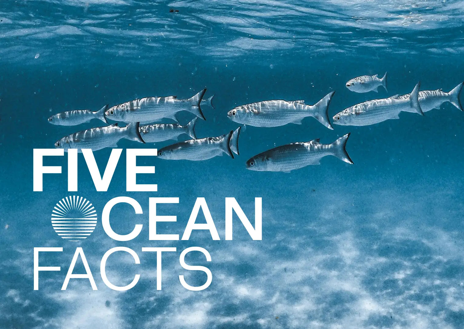 5 Ocean Facts and What They Mean for Our Blue planet