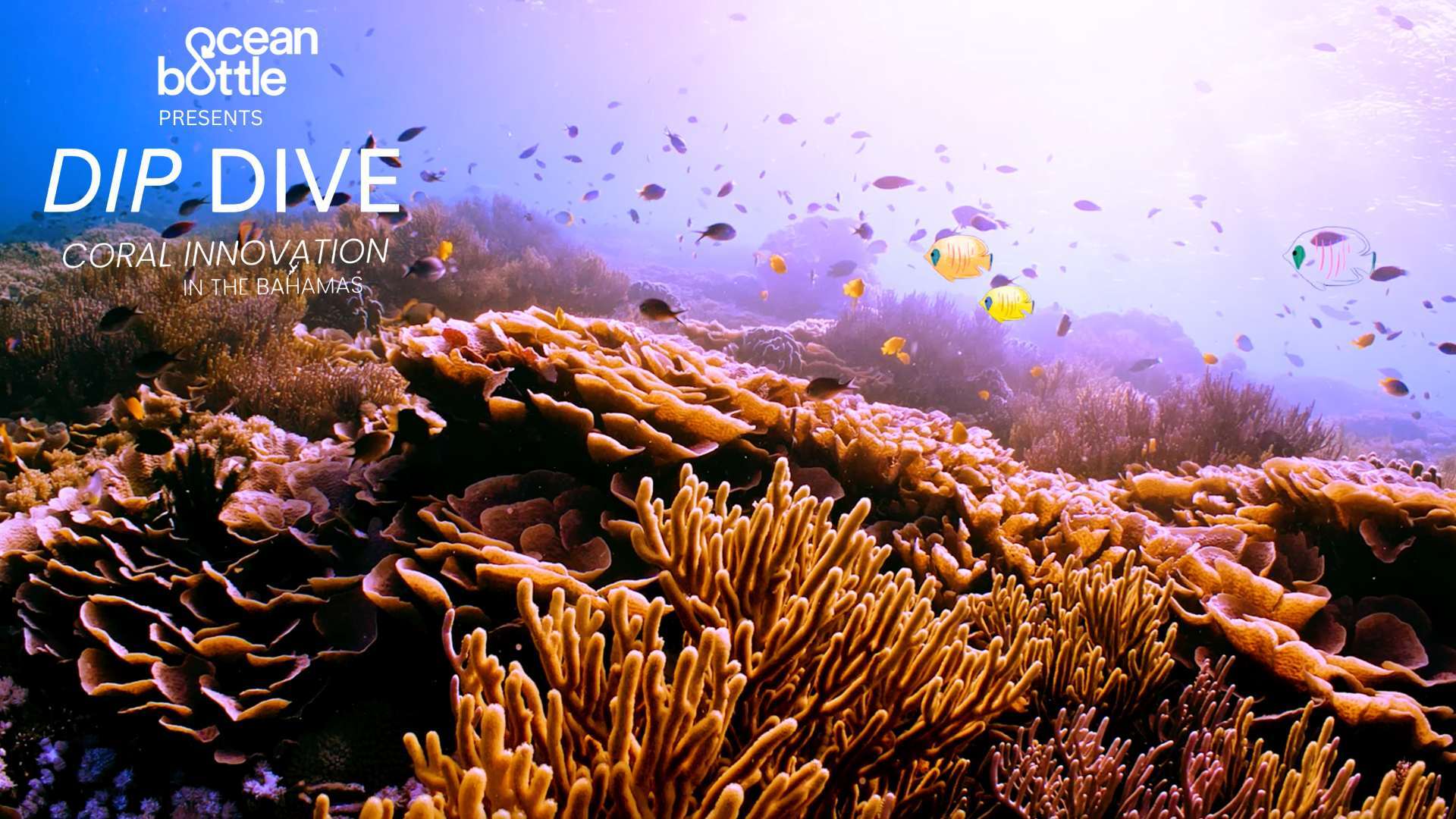 Dip Dive | Episode 2 - Coral Vita » Ocean Bottle