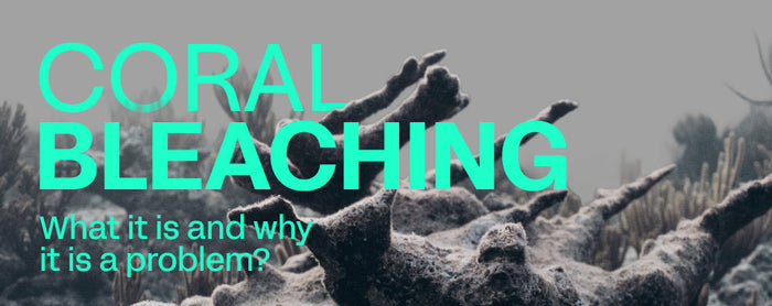Coral bleaching 