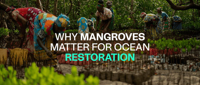 Why Mangroves Matter for Ocean Restoration