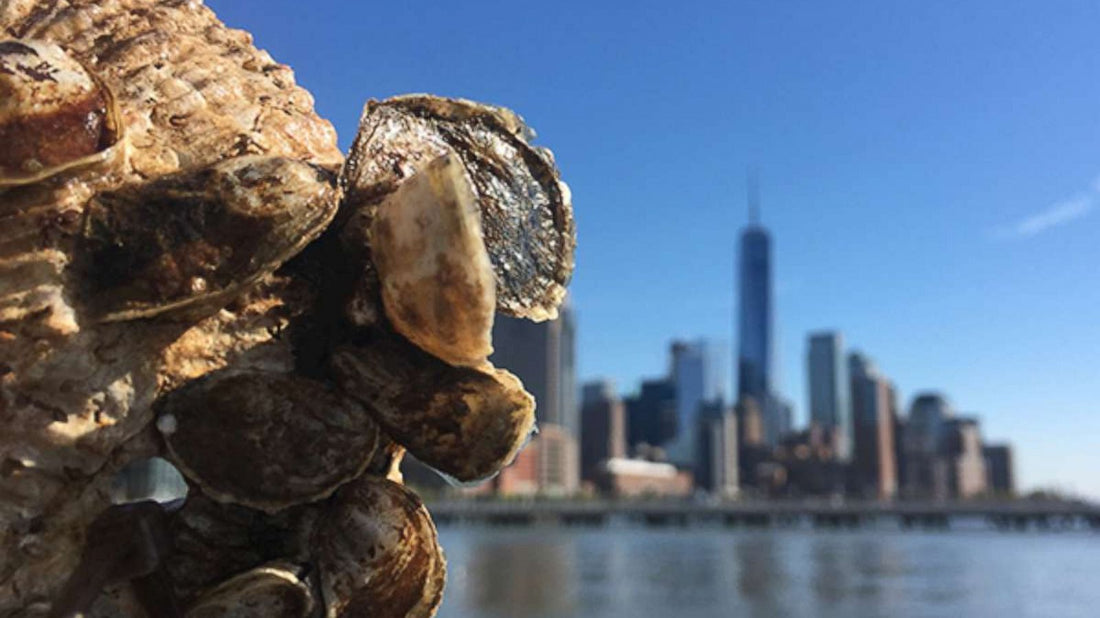 Meet Our Latest Ocean Hero: The Billion Oyster Project | Ocean Bottle Store